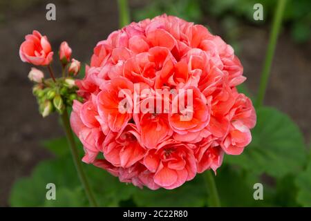 Salmone rosa pelargonio fiori closeup. Giardino pelargonio o Pelargonio zonale. Foto Stock