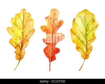 Acquerello autunno set con foglie di quercia. 3 caduta foglie di giallo e arancione con gocce e spruzzi. Oggetti isolati su sfondo bianco. Elementi fo Foto Stock