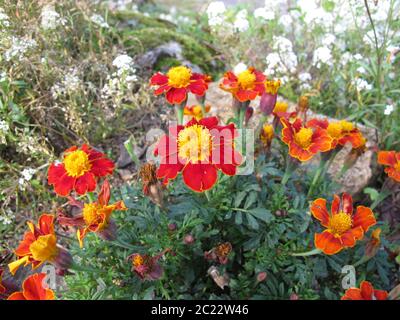 Signet marigold, tagetes tenuifolia, con fiori in rosso e giallo Foto Stock