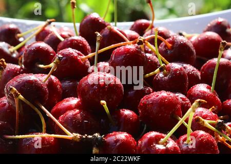 Ciliegie rosse fresche, frutta della stagione estiva Foto Stock