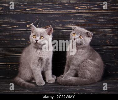 Scottish diritte e Scottish Fold gattini. Due grigio soffici gattini sono guardando a sinistra. Funky i gattini di esplorare nuovi territori. Su un nero backgr Foto Stock