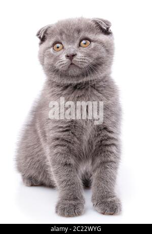 Scottish Fold gattino. Fluffy cat guarda a sinistra. . Un gatto con un peloso i baffi è isolato su uno sfondo bianco Foto Stock