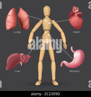 Infografica con organi interni umani: Cuore, stomaco, fegato, polmoni posti su una silhouette manichino di legno maschile o femminile. Illustrazione vettoriale di bo Illustrazione Vettoriale