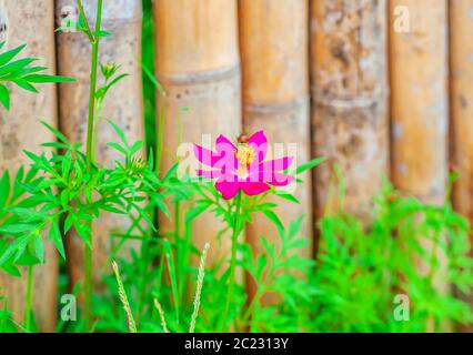 Fiore con recinto di bambù vecchio in sfondo natura Foto Stock