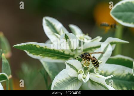 La vespa selvatica si siede su un fiore, raccoglie polline, macro. Estate in un ambiente naturale Foto Stock