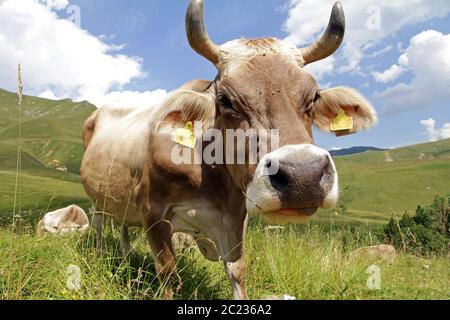 Un bovino marrone con grandi corna in montagna. La testa di una mucca con corna Foto Stock