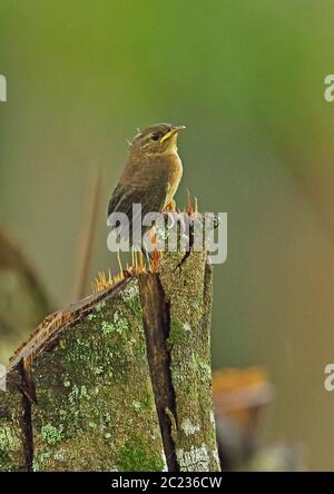 Southern House Wren (Troglodytes musculus intermedius) giovani arroccati su tree stump Rio Santiago Nature Resort, Honduras febbraio 2016 Foto Stock