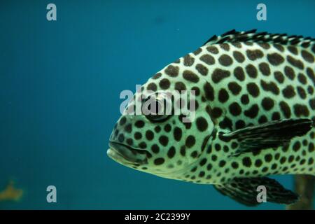 Le labbra di arlecchino, i chaetodonoides di Plectorhinchus nell'acquario Foto Stock