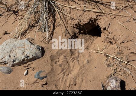 Burrone di coniglio in sabbia desertica circondato da roccia e erba secca, tracce di coniglio, aspetto orizzontale Foto Stock