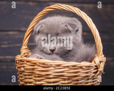 Scottish Fold gattino. Il gattino guarda a sinistra. Un puffy gattino seduto in un cestello. Grigio soffice gattino con decorazioni su sfondo nero Foto Stock