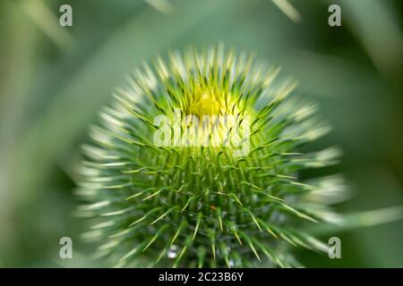 Flower musk thistle, Carduus nutans, conosciuto anche come thistle o annuire plumeless thistle) con bassa messa a fuoco e lo sfondo sfocato Foto Stock