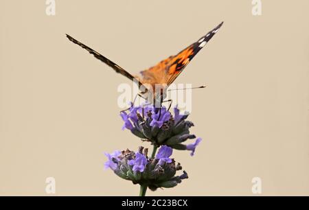 Vanessa cardui affinato a Thistle frontale su lavanda lavandula angustifolia Foto Stock