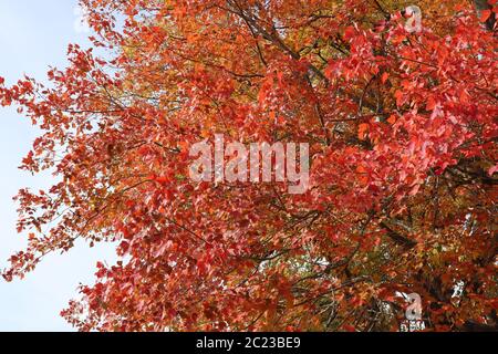 Mostra di colori vivaci del verde autunnale rosso contro un cielo di caduta Foto Stock