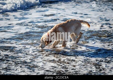 Bell esemplare del cane di razza Golden Retriever Foto Stock