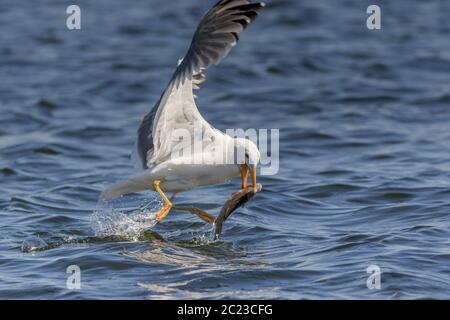 Seagull mangiare pesce nel Delta del Danubio Romania Foto Stock