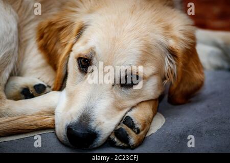 Bell esemplare del cane di razza Golden Retriever Foto Stock