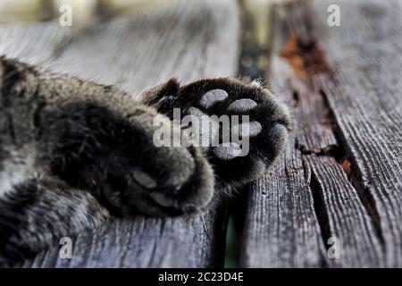 Primo piano delle zampe di gatto. Una zampa di gatto dal lato inferiore Foto Stock