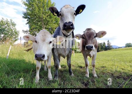 Tre giovani mucche curiose su un prato in Baviera. Bestiame bianco e marrone su un pascolo Foto Stock