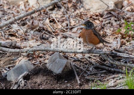 Bird on Branch vicino Ground American Robin Foto Stock