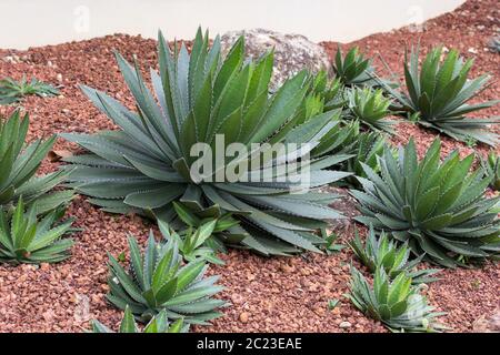 Agave pianta decorativa in giardino esterno Foto Stock