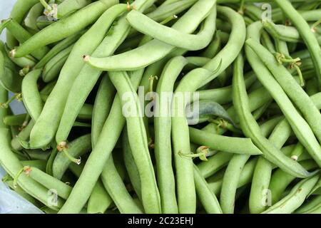 fagioli freschi appena raccolti, fagioli atlantis americani Foto Stock