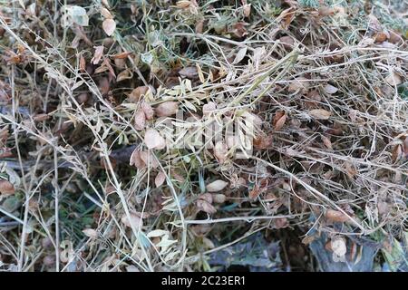 raccolta di lenticchie, pali di lenticchie pronti per la raccolta, lenticchie segate, campo di lenticchie Foto Stock