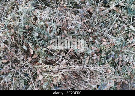 raccolta di lenticchie, pali di lenticchie pronti per la raccolta, lenticchie segate, campo di lenticchie Foto Stock