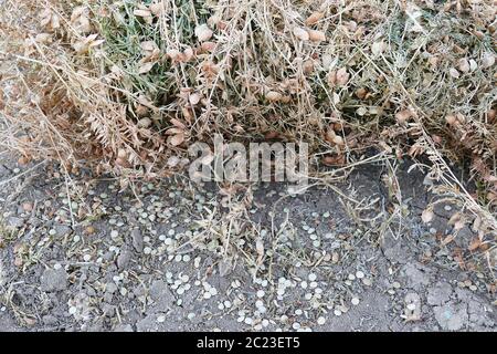 raccolta di lenticchie, pali di lenticchie pronti per la raccolta, lenticchie segate, campo di lenticchie Foto Stock