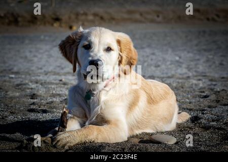 Bell esemplare del cane di razza Golden Retriever Foto Stock