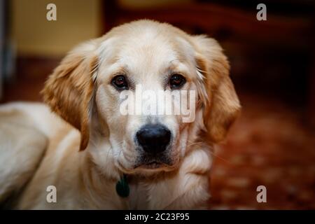 Bell esemplare del cane di razza Golden Retriever Foto Stock