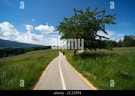 Percorso combinato in bicicletta e pedonale tra prati alpini e boschi in Val di non, Alto Adige. Italia; pista ciclabile in natura Foto Stock