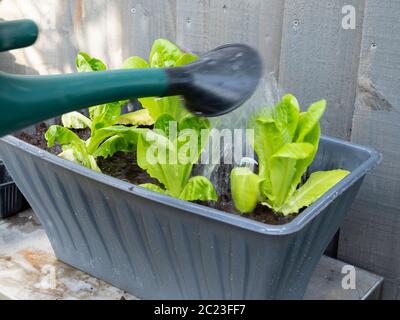 Annaffiatura contenitore coltivato Cos lattuga giovani pianta dopo aver piantato Foto Stock