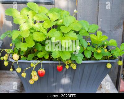 Fragole mature e immature che crescono in un piccolo contenitore per fornire frutta fresca biologica Foto Stock