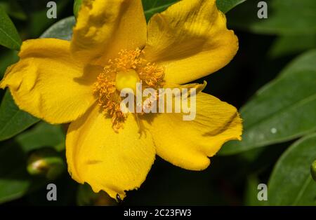 Hypericum, fiore giallo, fiore estivo, giallo, foglie verdi, UK Garden Estate 2020 Foto Stock