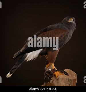 Ritratto in studio di un uccello di preda da da vicino, il falco di Harris (Parabuteo unicinctus) seduto su un tronco di un albero con uno sfondo marrone e nero Foto Stock