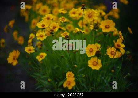 La coreopsi dei fiori gialli vividi cresce nel giardino scuro della sera. Foto Stock