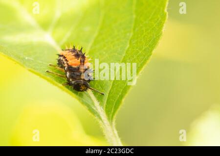 Ladybird larvae, Ladybeetle larvae, seduta su foglia nel giugno 2020, Bedfordshire Regno Unito Foto Stock