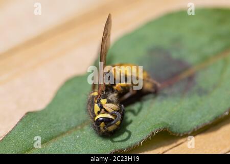 Giacca gialla ape a terra Foto Stock
