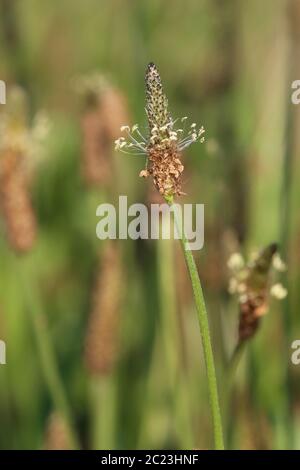 Inflorescence Spitzwegerich Plantago lanceolata Foto Stock