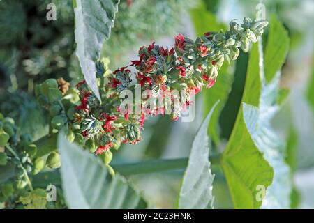 Fiori di Ricinus communis Foto Stock