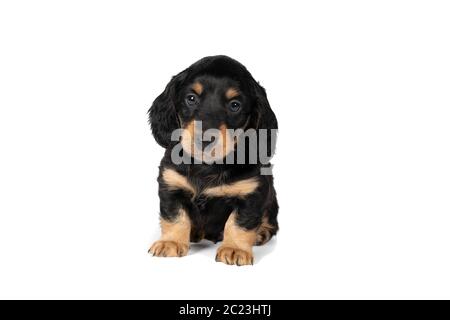 Ritratto di un cucino nero e marrone scuro seduto isolato su uno sfondo bianco Foto Stock