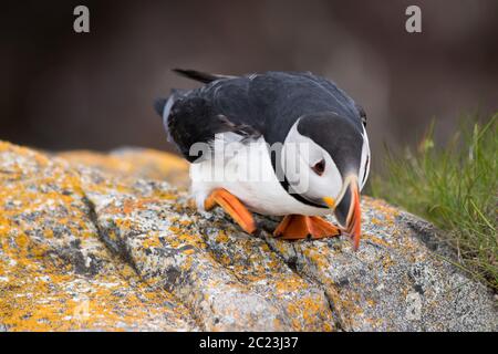 Primo piano di un puffin che guarda giù dal suo persico su una roccia, preso al sito di osservazione di Elliston Puffin a Terranova. Foto Stock