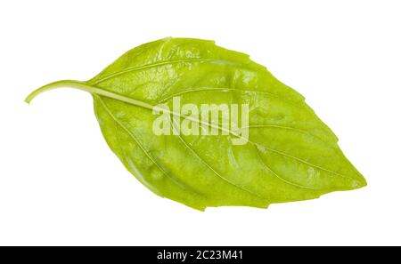 Lato posteriore del wet foglie fresche di basilico verde erba isolati su sfondo bianco Foto Stock
