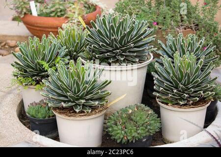 Agave pianta in vaso decorativo Foto Stock