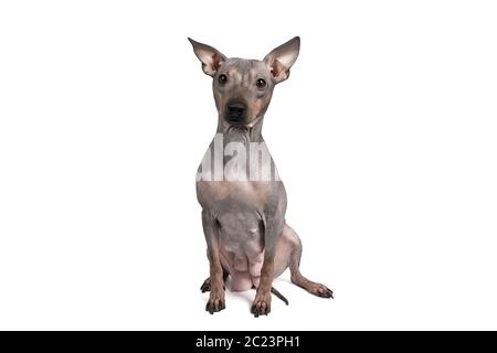 Ritratto di un cane americano senza capelli Terrier isolato su sfondo bianco Foto Stock