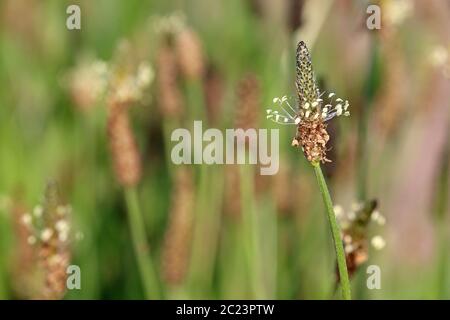 Pianta medicinale Spitzwegerich Plantago lanceolata Foto Stock