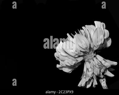 Fiore bianco e nero con spazio per la copia Foto Stock