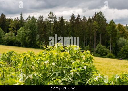 primo piano di un arbusto di sida ermafrodita in un campo per la produzione di biomassa in un paesaggio rurale in alb sveva in germania Foto Stock