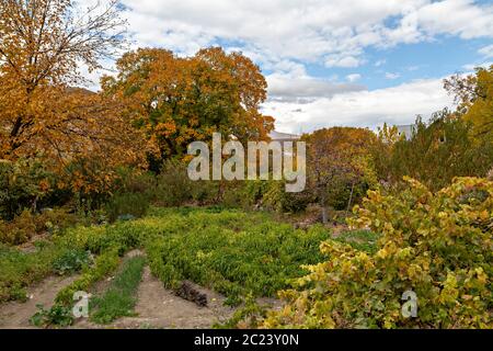 Giardino agricolo di peperoni e colori autunnali, in Armenia Foto Stock