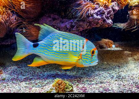 Tropicali colorati pesci esotici nuoto tra scogliere a ridosso del fondo. Foto Stock